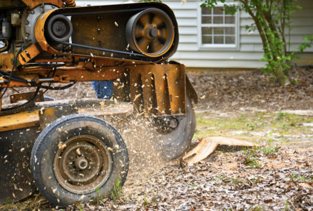 stump removal in Milford